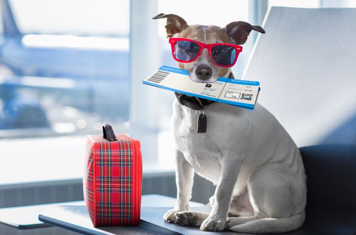 10 Tips for Flying with Your Dog