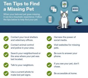 10 Tips to Find a Missing Pet