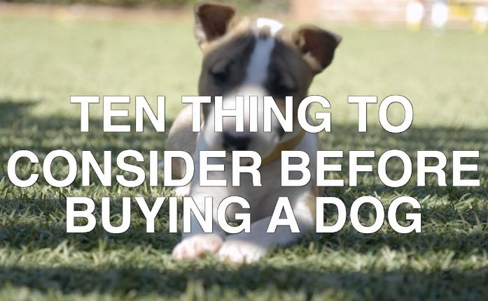 10 things you need to know before getting a dog