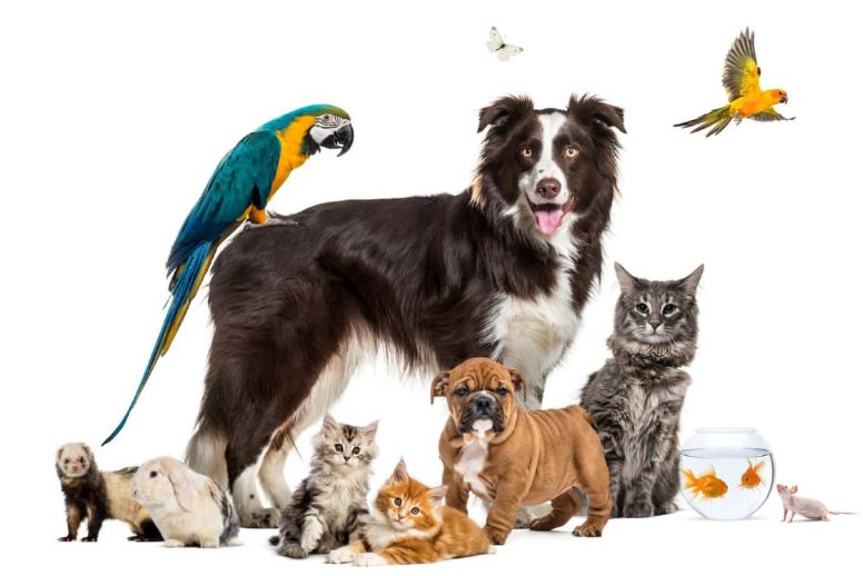 6 Most Common Pets in the US