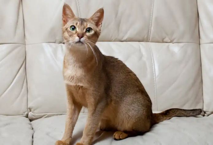 Abyssinian Cat breed information Breed Profile