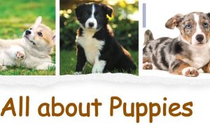 All about puppies