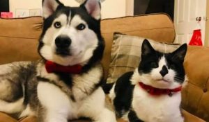 Are Siberian Huskies Good With Cats