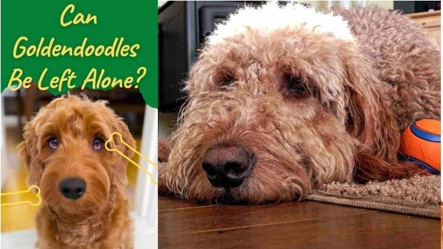 Can Goldendoodles Be Left Alone
