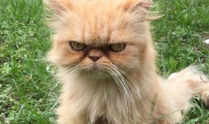Funny pictures of angry cats 1