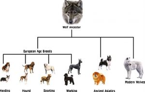 History of the Dog