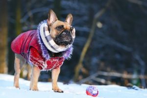 How do I protect my dog from cold weather?
