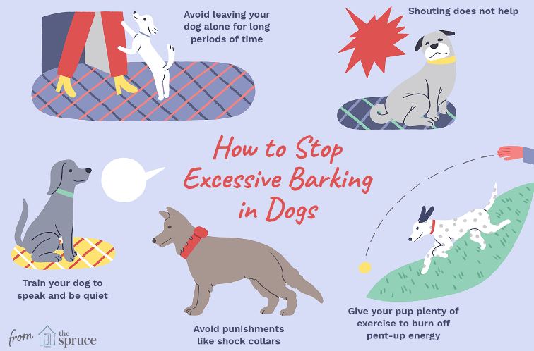 How to Stop Your Dog From Barking