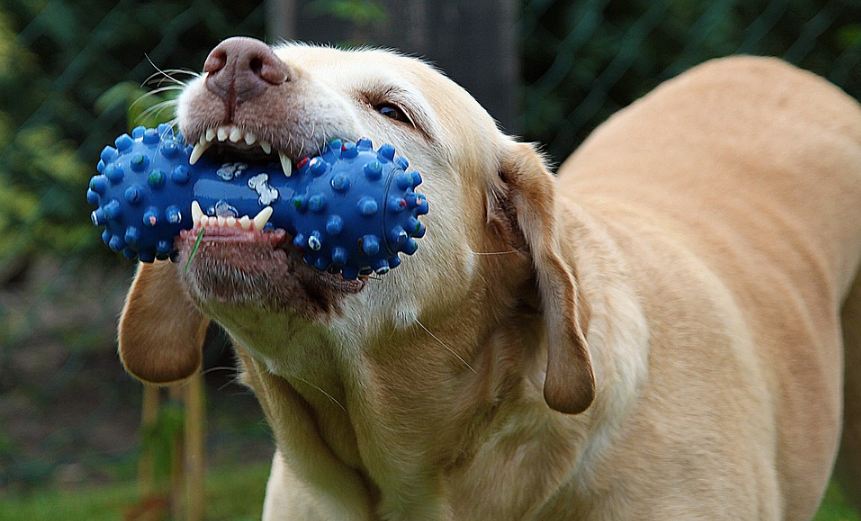 How to clean dog teeth without brushing at home