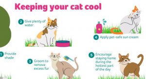 How to cool down a cat in hot weather