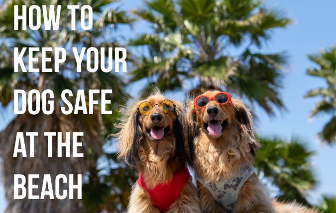 How to keep your dog safe at the beach