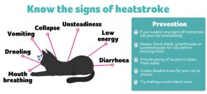 Know the signs of heatstroke