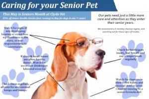 Low-cost ways to care for your dog & cat
