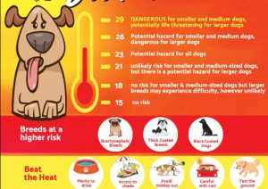 Summer Dangers that Could Threaten Your Pet's Life