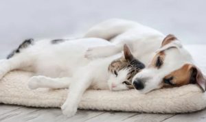 The cat breeds that get along well with dogs