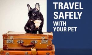 Tips for Flying With A Pet Safely