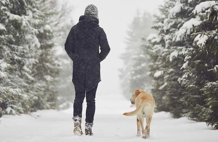 What temperature is too cold to walk a dog