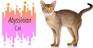 When do Abyssinian cats stop growing