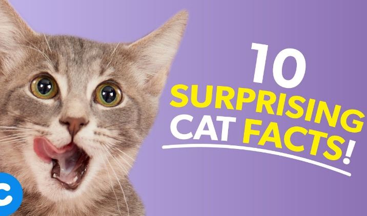 10 Fascinating Facts About Cats