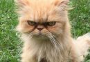 Funny pictures of angry cats