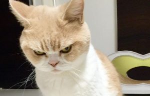 Funny pictures of angry cats