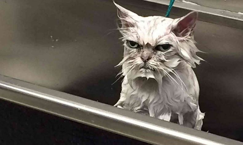 Funny pictures of angry cats 7