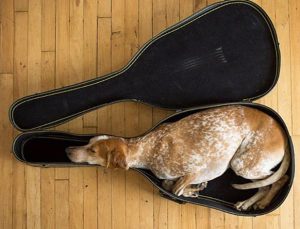 Funny pictures of dogs sleeping in odd places 13