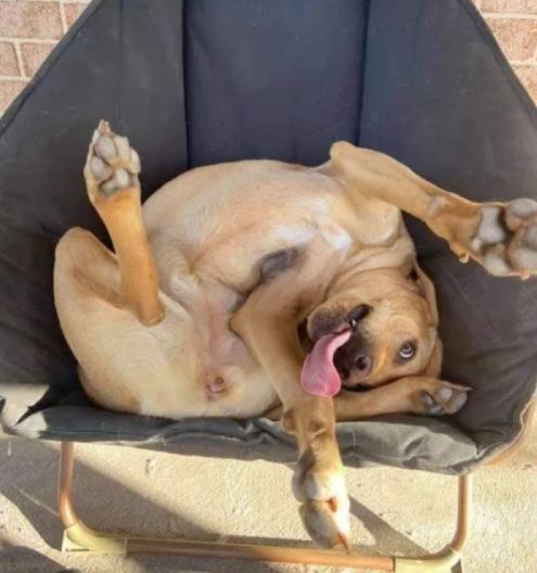 Funny pictures of dogs sleeping in odd places 14