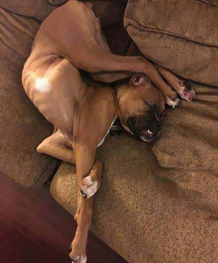 Funny pictures of dogs sleeping in odd places 3