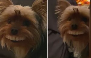 Funny pictures of dogs with dentures