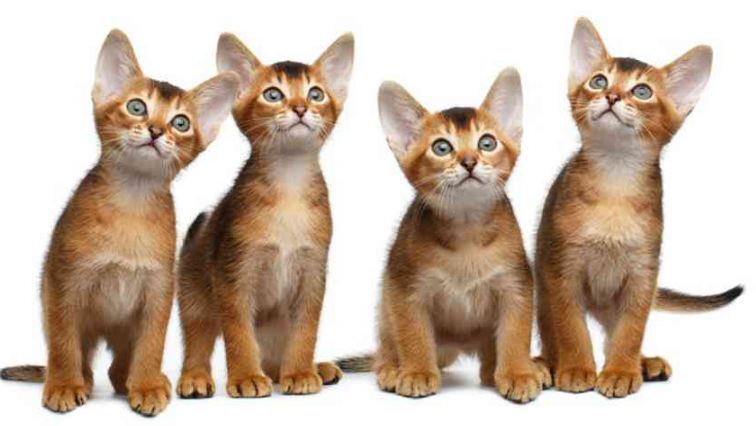 How Much Does an Abyssinian Cat Cost
