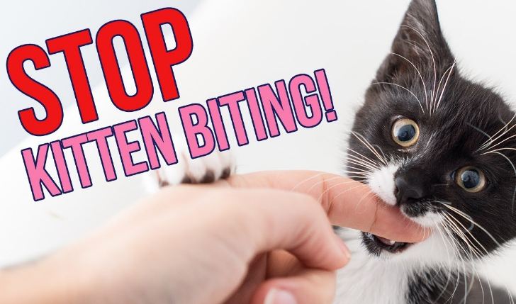 How To Train a Cat Not To Bite
