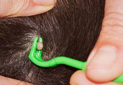 How to Remove a Tick from Your Dog?