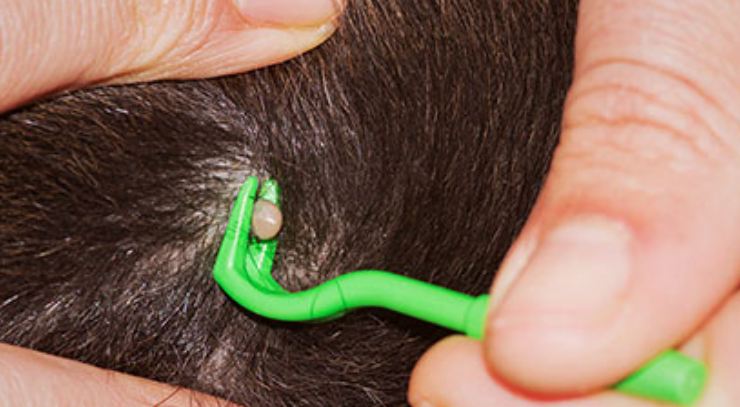 How to Remove a Tick from Your Dog