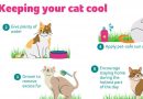 How to cool down a cat in hot weather?
