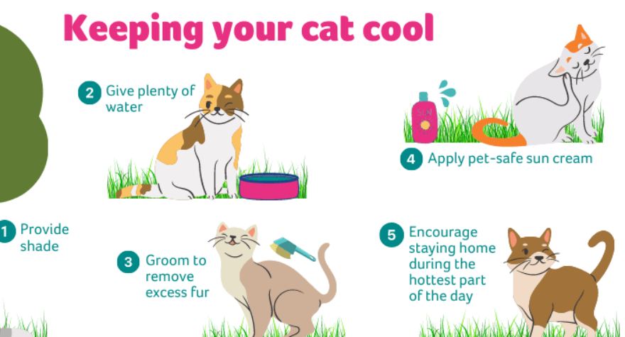 How to cool down a cat in hot weather