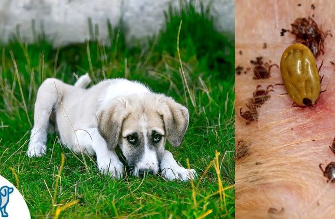 How to prevent lyme disease in dogs after tick bite