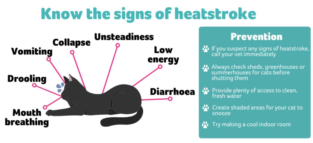 Know the signs of heatstroke