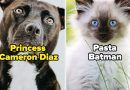 The top 1000 Most popular cat and dog names in 2022