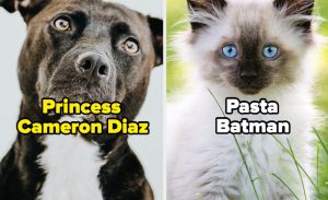 Most popular cat and dog names