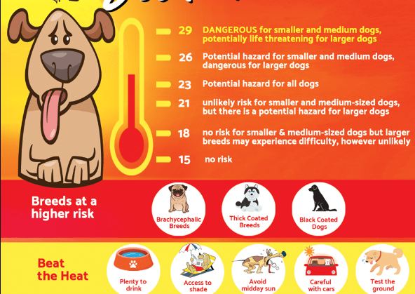 Summer Dangers that Could Threaten Your Pet’s Life