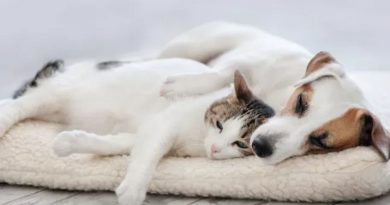 The Best cat breeds that get along well with dogs