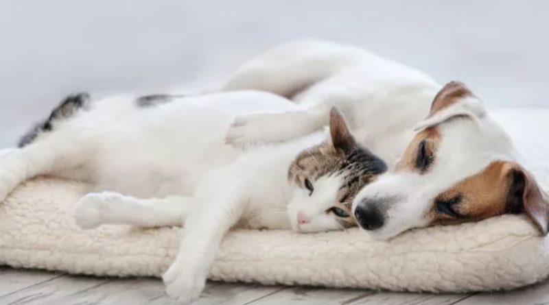 The Best cat breeds that get along well with dogs