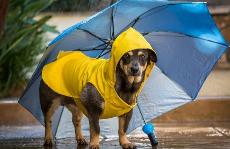 Top 5 Dog Walking Essentials For a Rainy Day