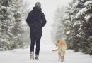 What temperature is too cold to walk a dog?