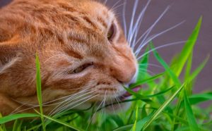 Why does my cat eat grass
