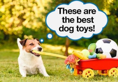 How to choose the right toys for your dog?